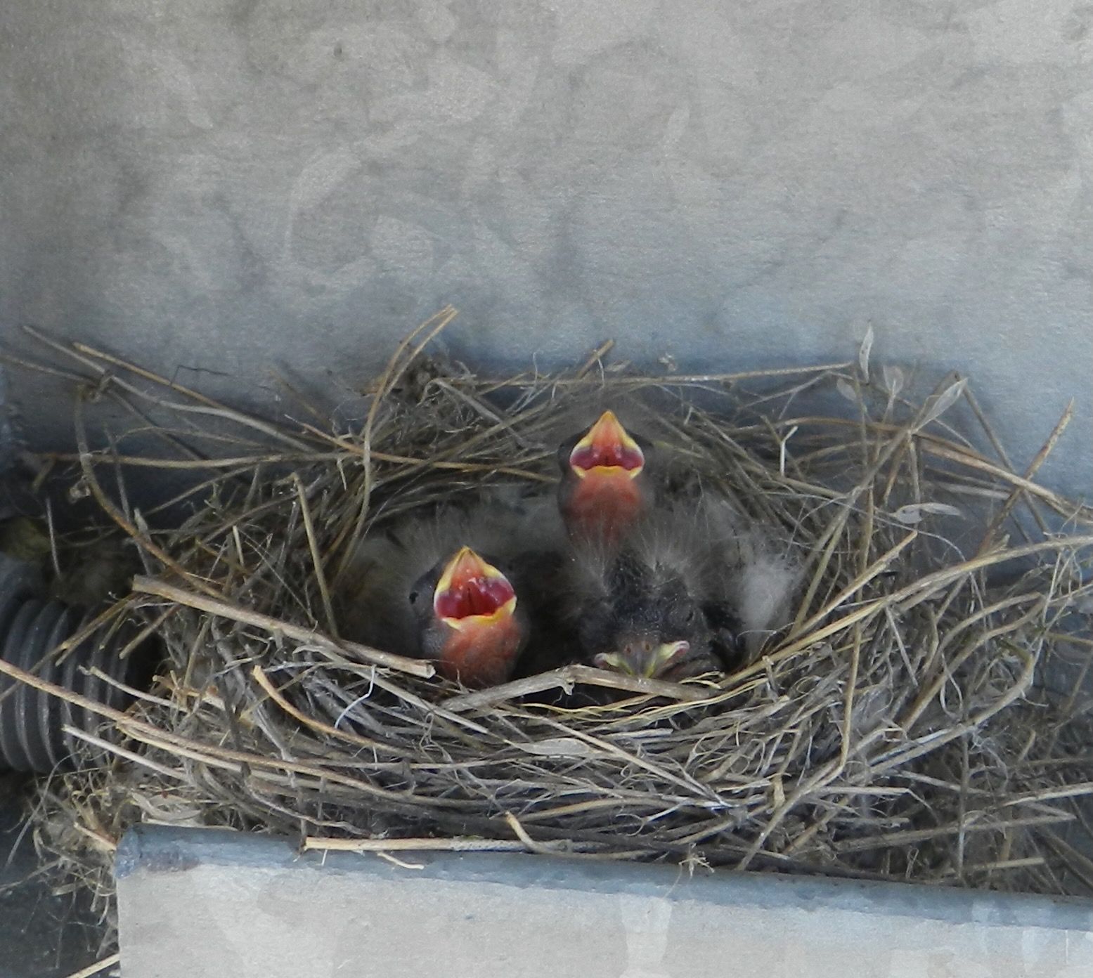 Snow Bunting Chicks by CambridgeByWeather is licensed under CC BY-SA 4.0.